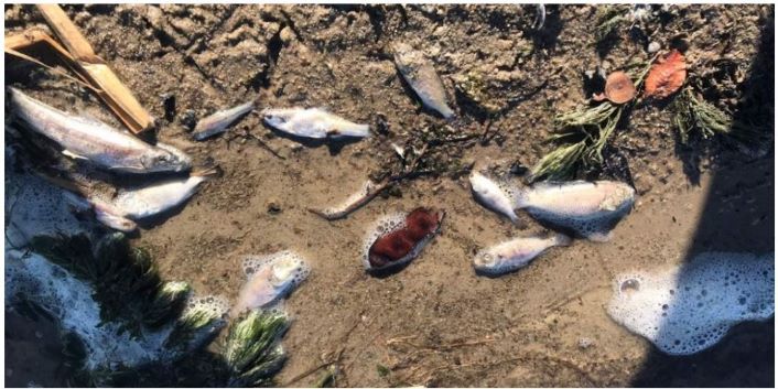 poisoned fish 5