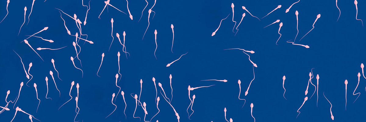 Scientific illustration of sperm cells showing movement and fertilisation process