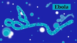 Illustration of the Bundibugyo Ebola virus linked to the ongoing outbreak in the Democratic Republic of the Congo and Uganda