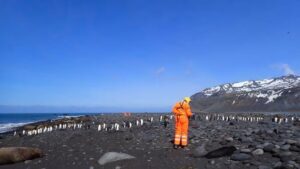 Scientists sampling H5 bird flu in dying elephant seal pups on Heard Island during Australian Antarctic Program research