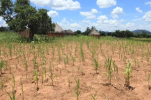 As El Niño looms, researchers call for climate crisis to be declared global health emergency